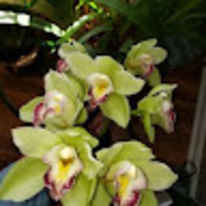 Meet your Posher, Freddie